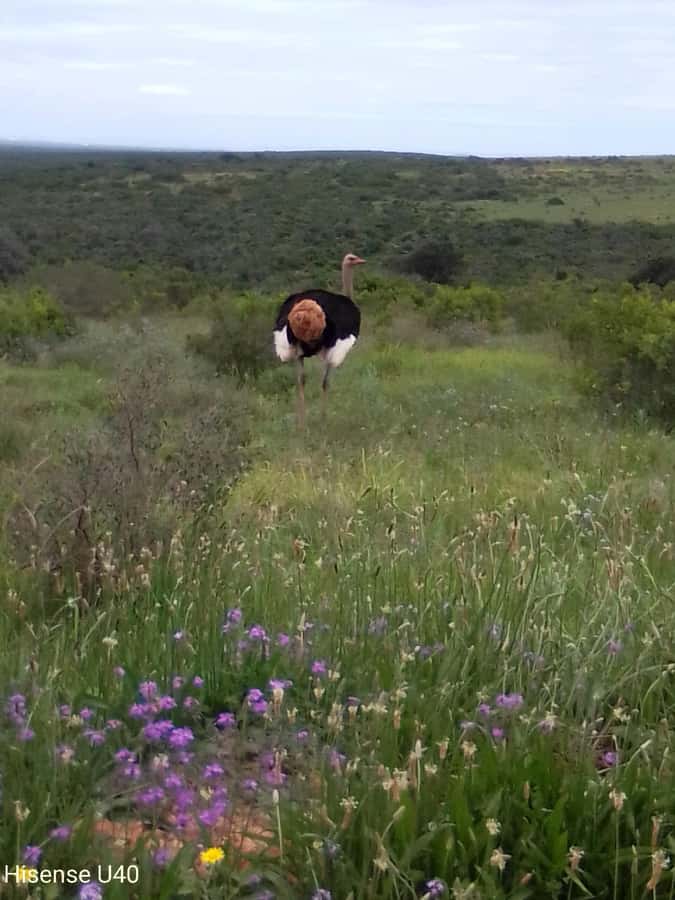 Kragga Kamma Safaris And Shore Excursions - Following the wildlife through forest and grassland