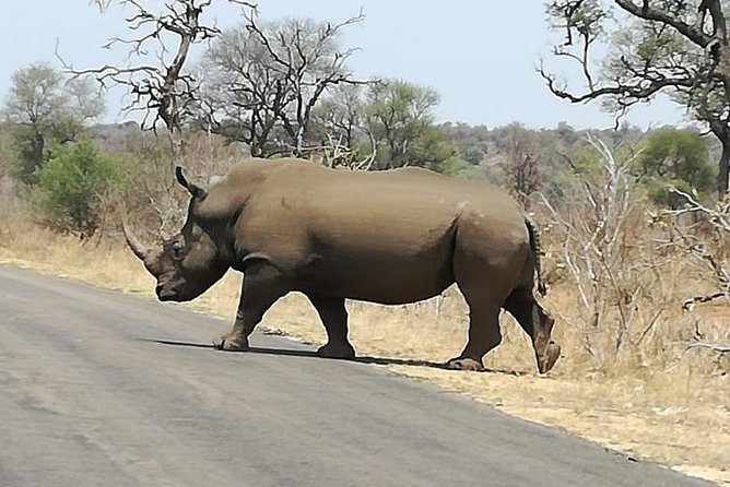 Kruger National Park. 3 Days Best Ever Safari from Cape Town - Why this Cape Town to Kruger plan works