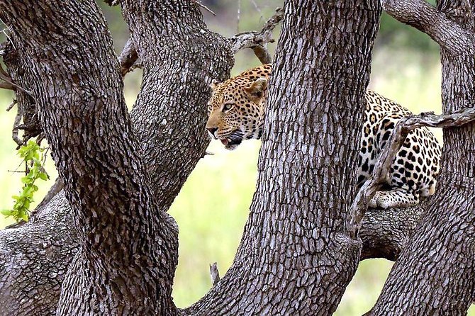 Kruger National Park. 3 Days Best Ever Safari from Cape Town - Day 3: One last morning in the park