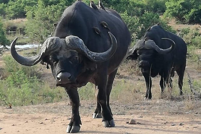 Kruger National Park. 3 Days Best Ever Safari from Cape Town - What the $1,428.93 price really buys