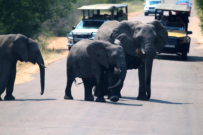 Kruger National Park. 3 Days Best Ever Safari from Cape Town - Should you book the Cape Town to Kruger trip?