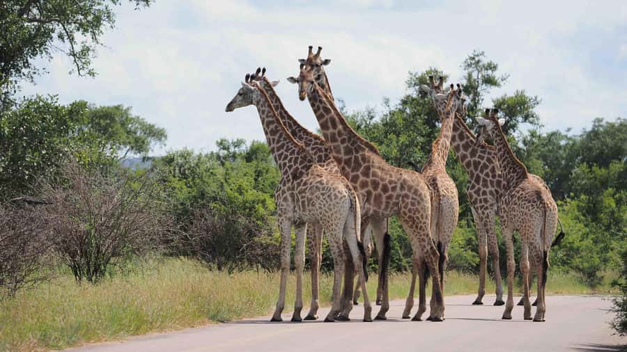 Kruger National Park 3 Days Best Ever Safari from Cape Town - Who should book this safari