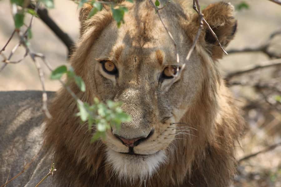 Kruger National Park - 4 Day Safari Tour - Four days of safari, canyon views, and camp life