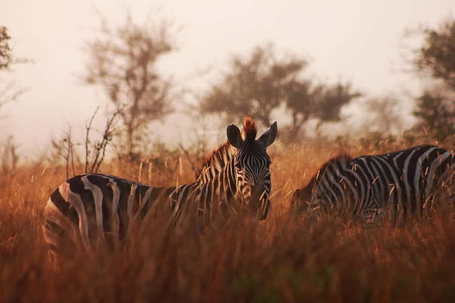 Kruger National Park - 4 Day Safari Tour - The long road from Johannesburg to Hoedspruit