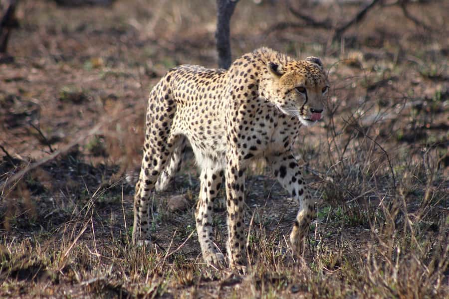 Kruger National Park - 4 Day Safari Tour - Moholoholo brings conservation into the itinerary