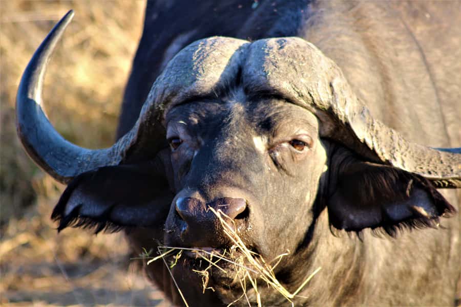 Kruger National Park Afternoon Safari - Choosing between an open safari vehicle and air conditioning