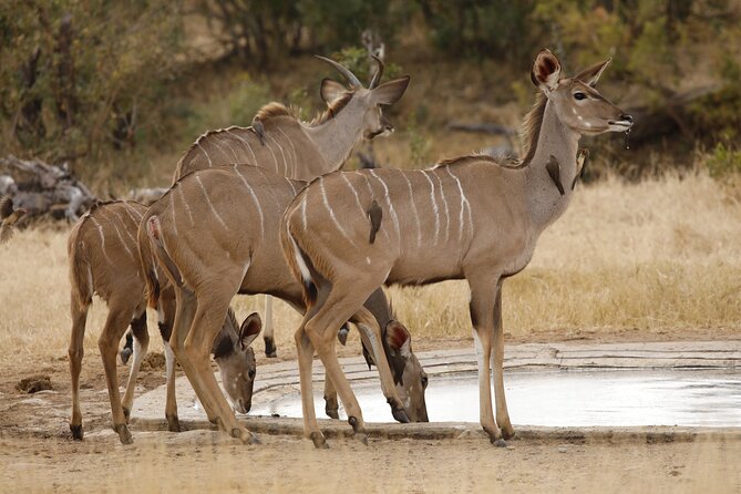 Kruger National Park Full Day Private safari - Is $158.16 per person good value?