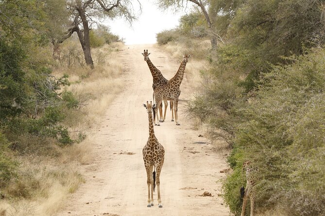 Kruger National Park Full Day Private safari - How long is the day really?