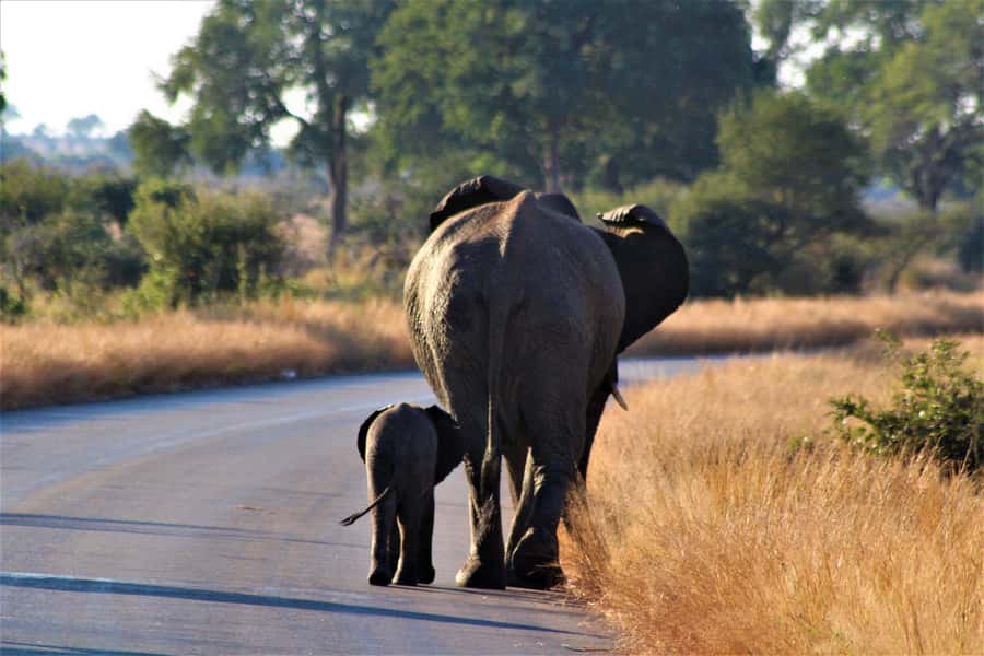 Kruger National Park Full-Day Safari - Key points to know before booking