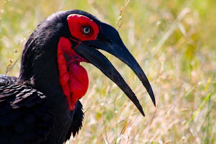 Kruger National Park Full-Day Safari - Who will enjoy this safari most?