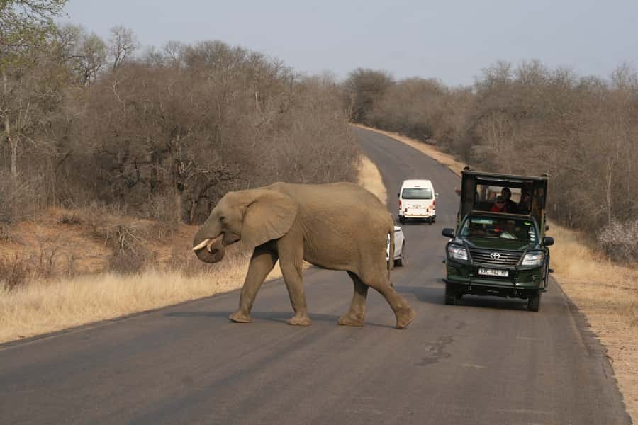 Kruger National Park Full-Day Safari - What the open safari vehicle adds