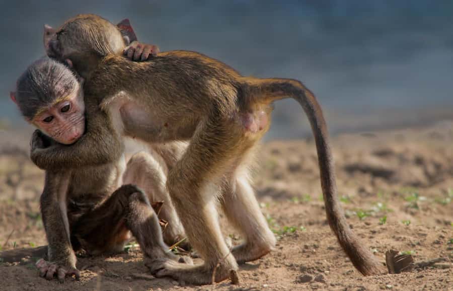 Kruger National Park Full-Day Safari - Searching for the Big Five