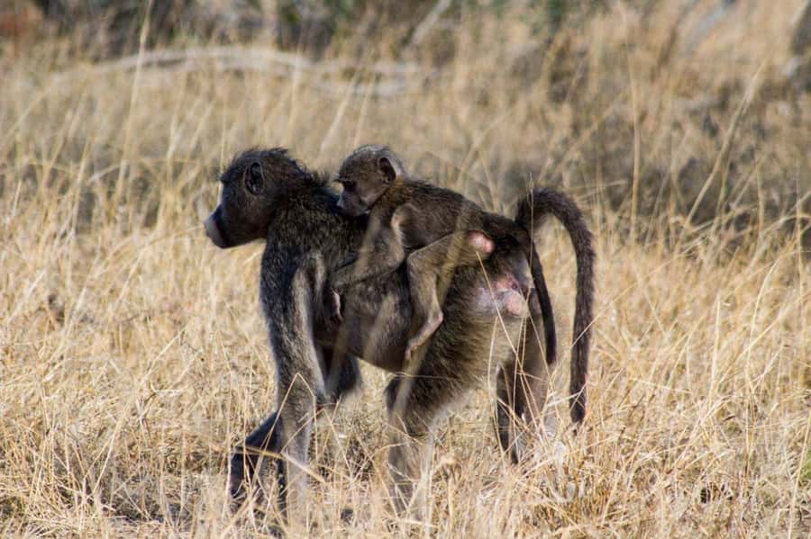 Kruger National Park Full-Day Safari - Birds, trees, and smaller sightings