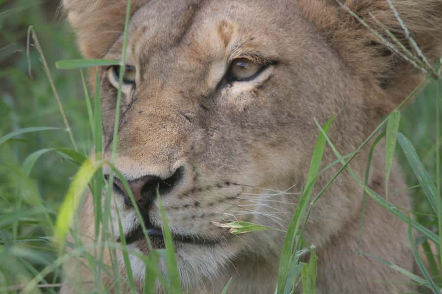Kruger National Park Full-Day Safari - Bushman rock art and archaeological sites