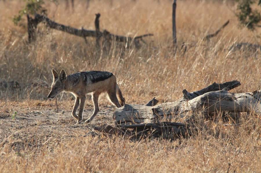 Kruger National Park Full-Day Safari - The guides are the real value