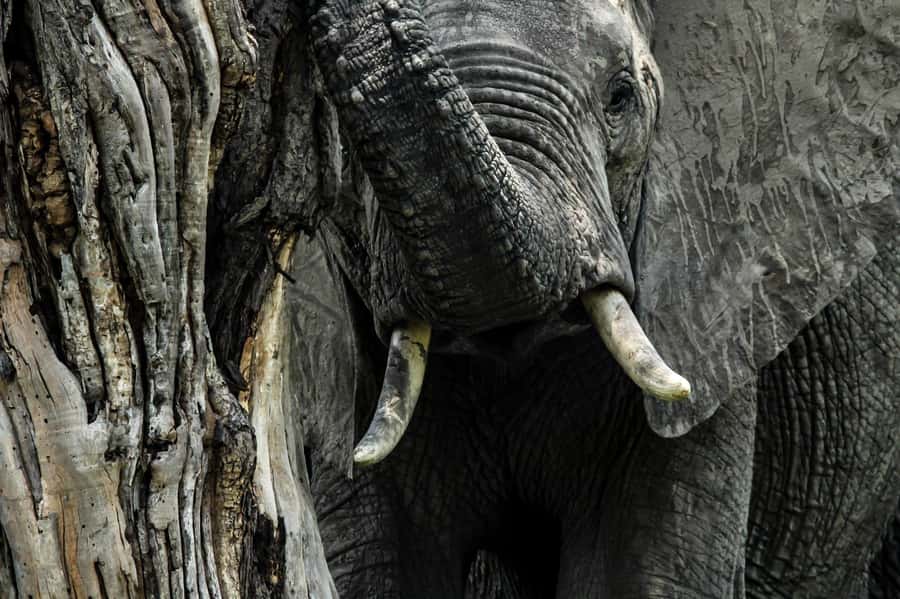Kruger National Park Full-Day Safari - Is $130 per person good value?