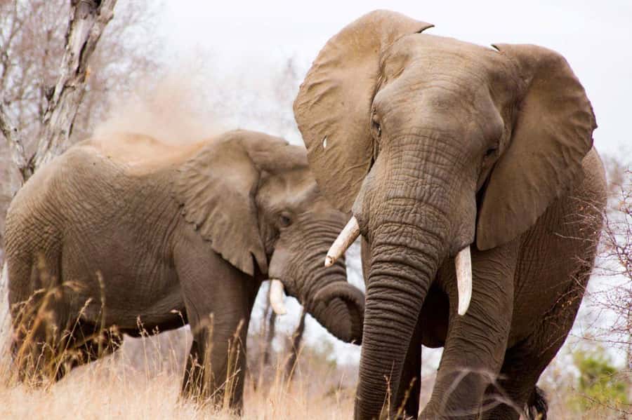 Kruger National Park Full-Day Safari - Hazyview pickup and the first drive into the park
