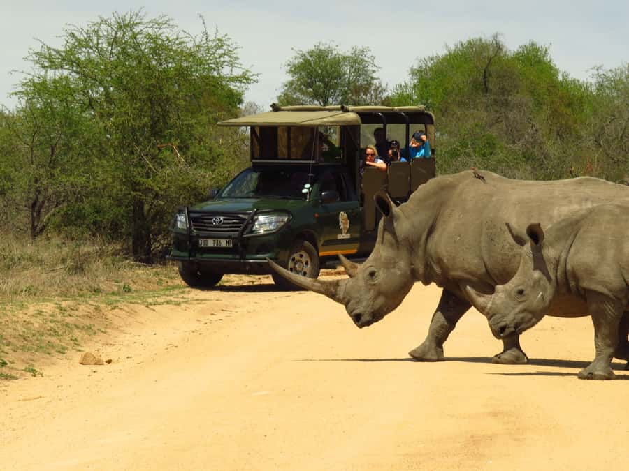 Kruger National Park Morning Safari - Key points to know before you book