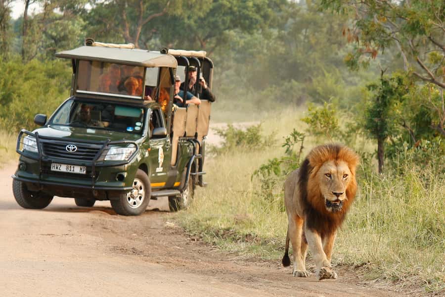 Kruger National Park Morning Safari - From Hazyview to Kruger at first light