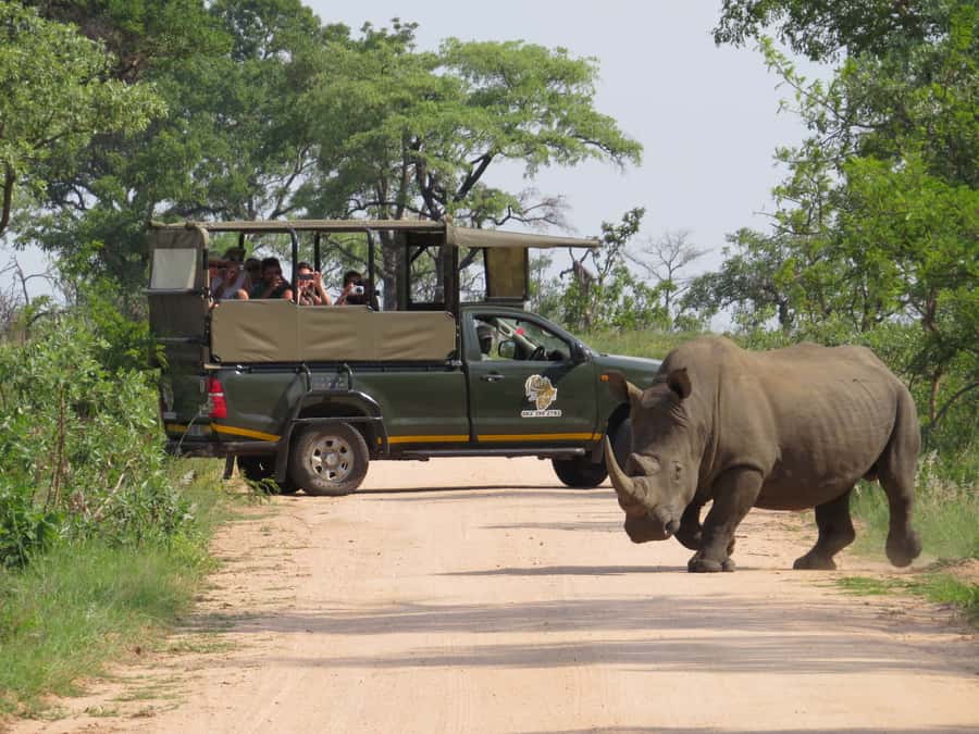 Kruger National Park Morning Safari - Why the guide matters in Kruger