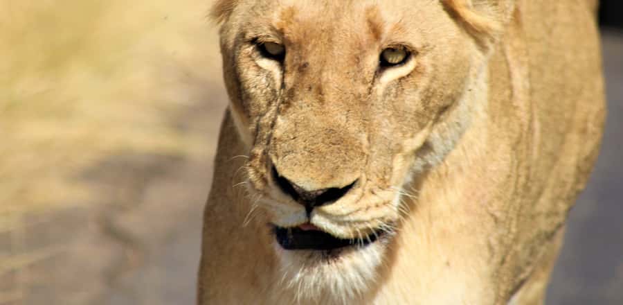 Kruger National Park Morning Safari - Kruger’s human past