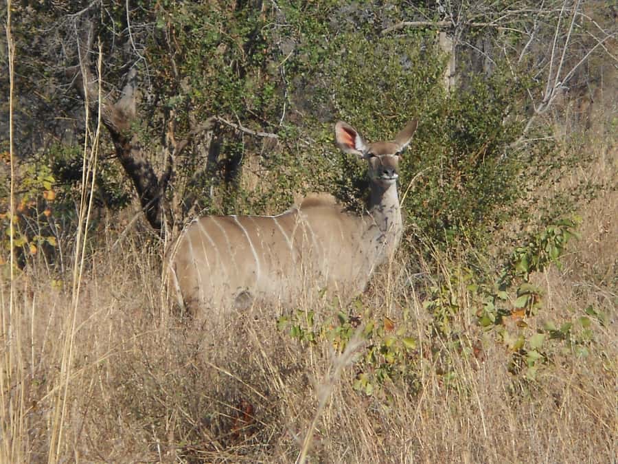 Kruger National Park Morning Safari - Booking details worth checking