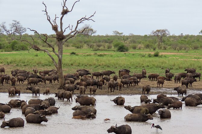 Kruger National Park - Private full day Safari trip. - Starting at Perry’s Bridge and Pabeni Gate