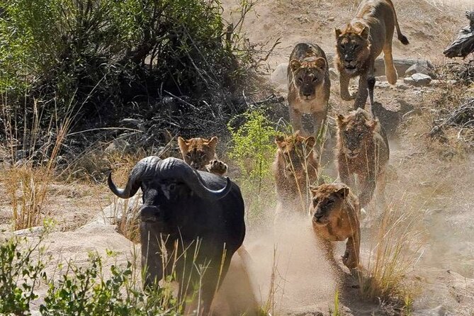 Kruger National Park - Private full day Safari trip. - Comfort without an overnight camp