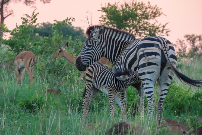 Kruger National Park - Private full day Safari trip. - Is $166.79 good value?