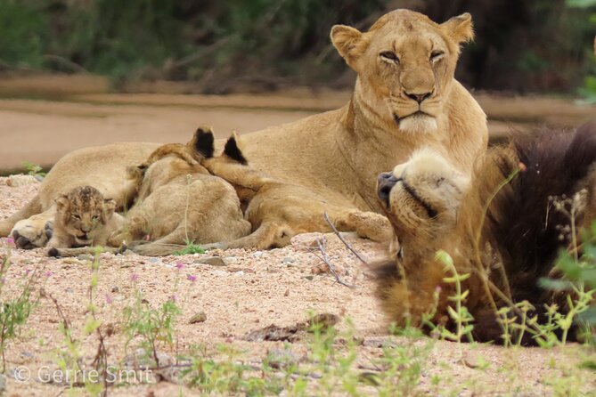 Kruger National Park - Private full day Safari trip. - The Big Five question