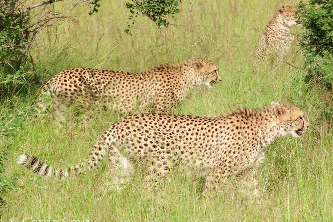 Kruger National Park - Private full day Safari trip. - Who should choose this safari?