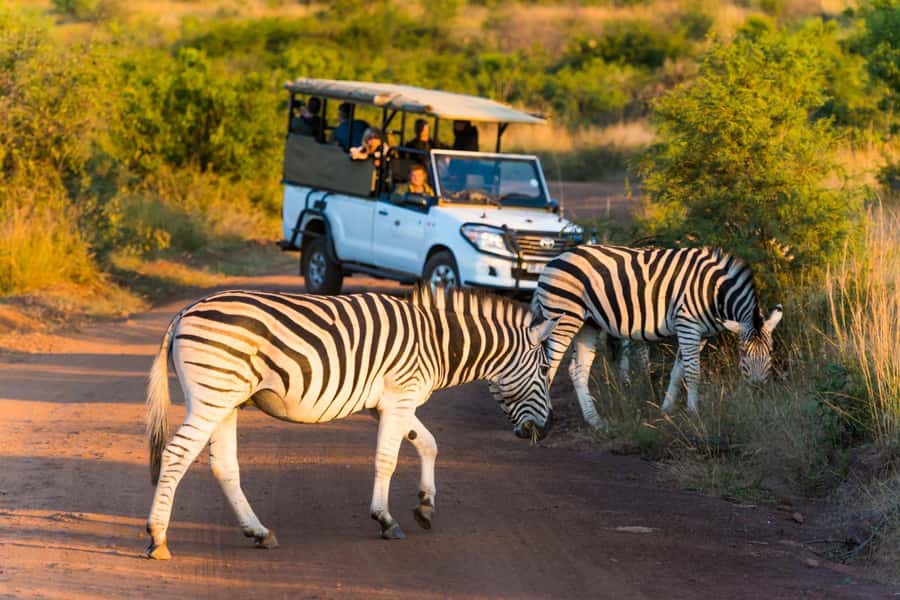 Kruger Park Scheduled Full day Safari Drive from Hoedspruit - Morning drives around Orpen