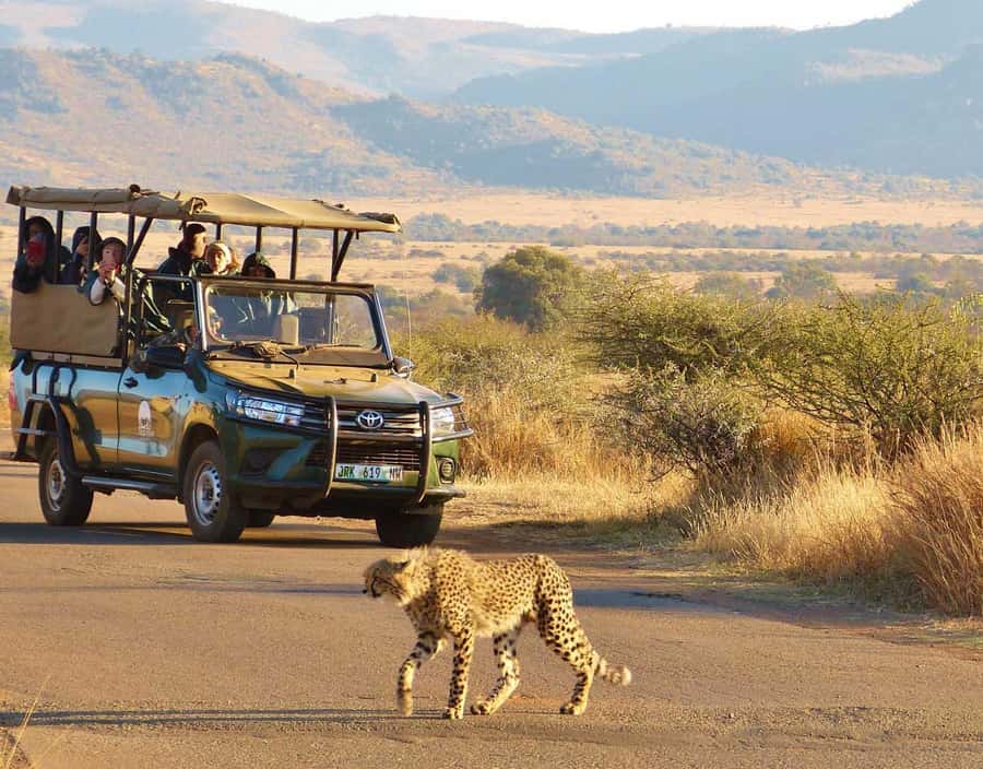 Kruger Park Scheduled Full day Safari Drive from Hoedspruit - The afternoon return toward Orpen