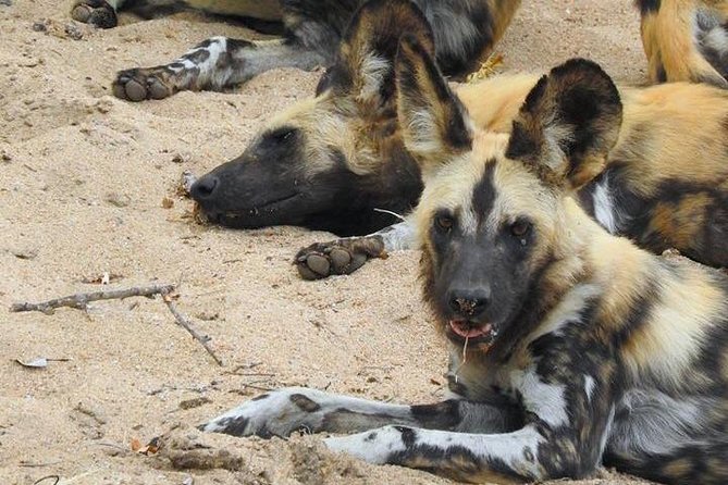 Kruger Safari Tour - Morning Half Day - Key points to know before booking