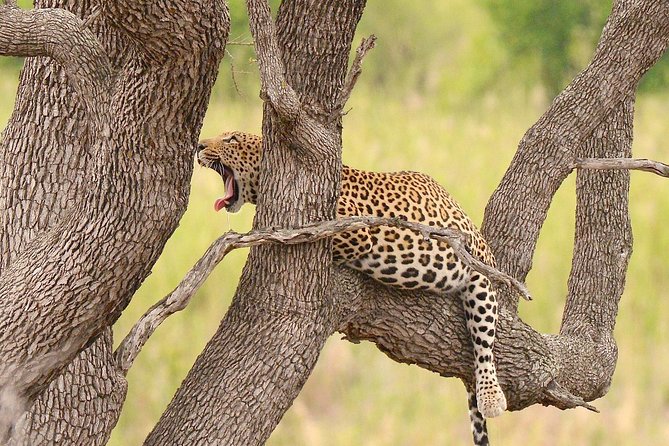 Kruger Safari Tour - Morning Half Day - The Big Five, cheetahs, and wild dogs