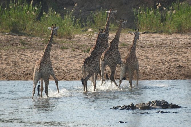 Kruger Safari Tour - Morning Half Day - The guide can shape the whole morning
