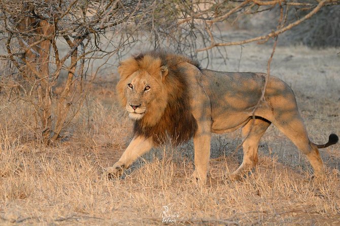 Kruger Safari Tour - Morning Half Day - What is included, and what you still pay for