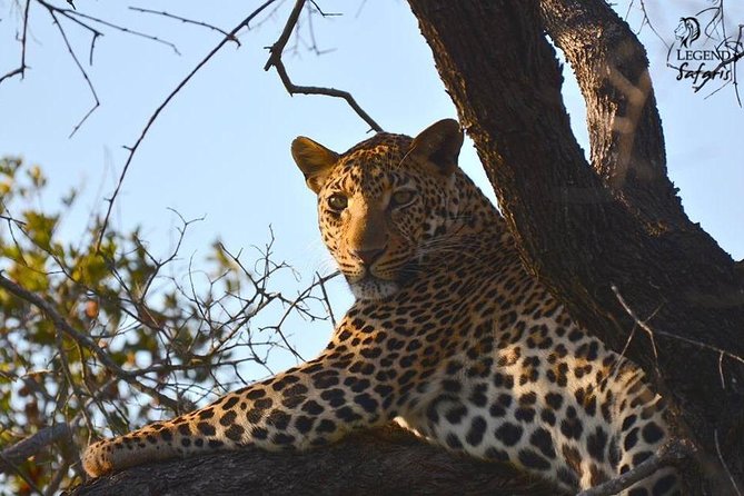 Kruger Safari Tour - Morning Half Day - Pickup details deserve your attention