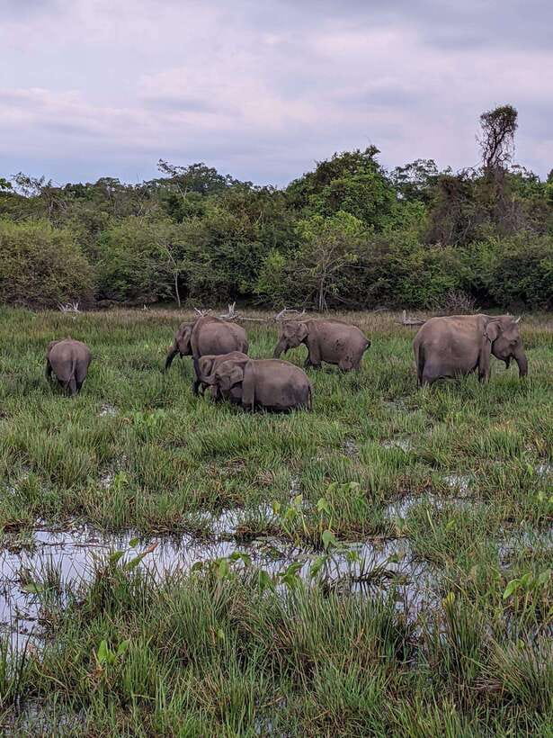 Kumana National Park : Morning or Afternoon Safari Tour - Four hours among wetlands and wildlife