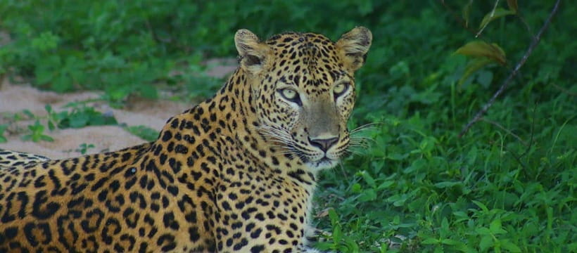 Kumana National Park : Morning or Afternoon Safari Tour - The safari jeep, group size, and comfort