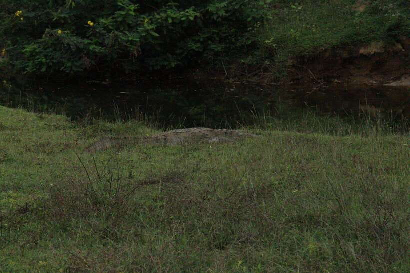 Kumana National Park : Morning or Afternoon Safari Tour - What the $47 price really covers