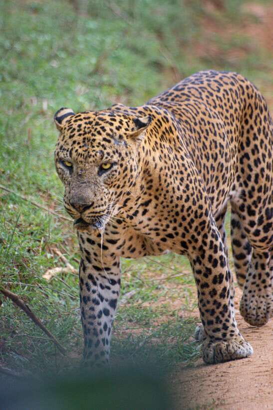 Kumana National Park : Morning or Afternoon Safari Tour - Pickup from Arugam Bay, Pottuvil, or Panama