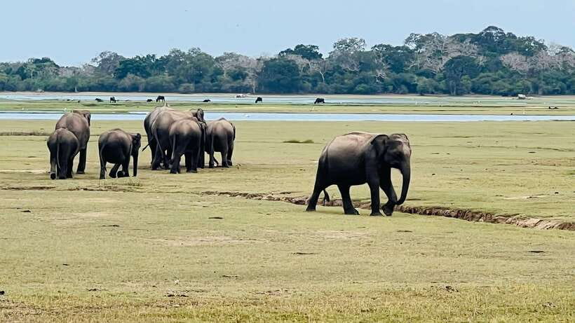 Kumana National Park : Private Half-Day Jeep Safari - Final call: confirm the details, then consider booking