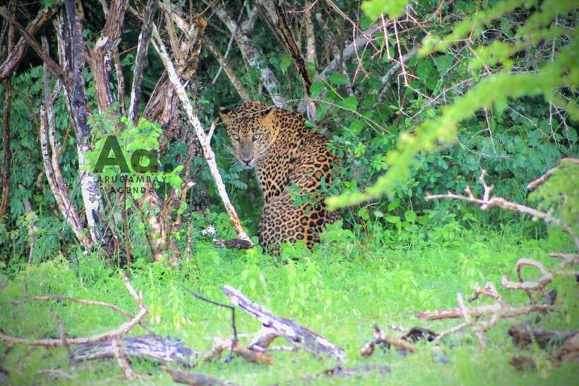 Kumana National Park : Private Half-Day Jeep Safari - Four hours on Kumana’s rough park roads
