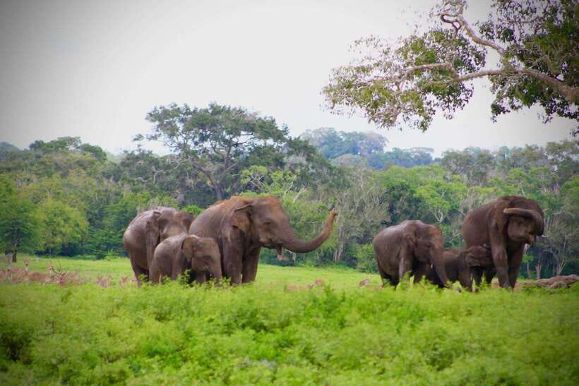 Kumana National Park : Private Half-Day Jeep Safari - Who should book this safari