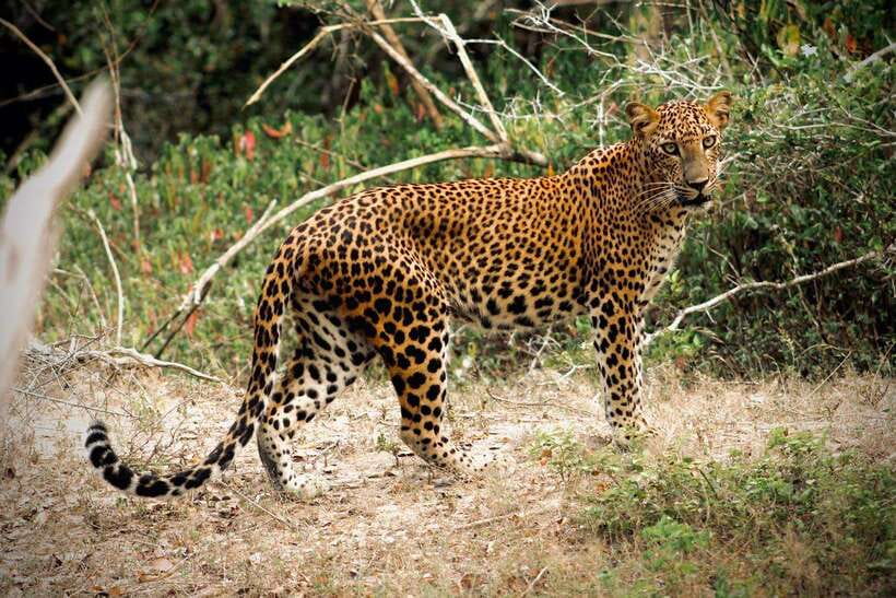 Kumana National Park : Private Half-Day Jeep Safari - From Arugam Bay to the park entrance