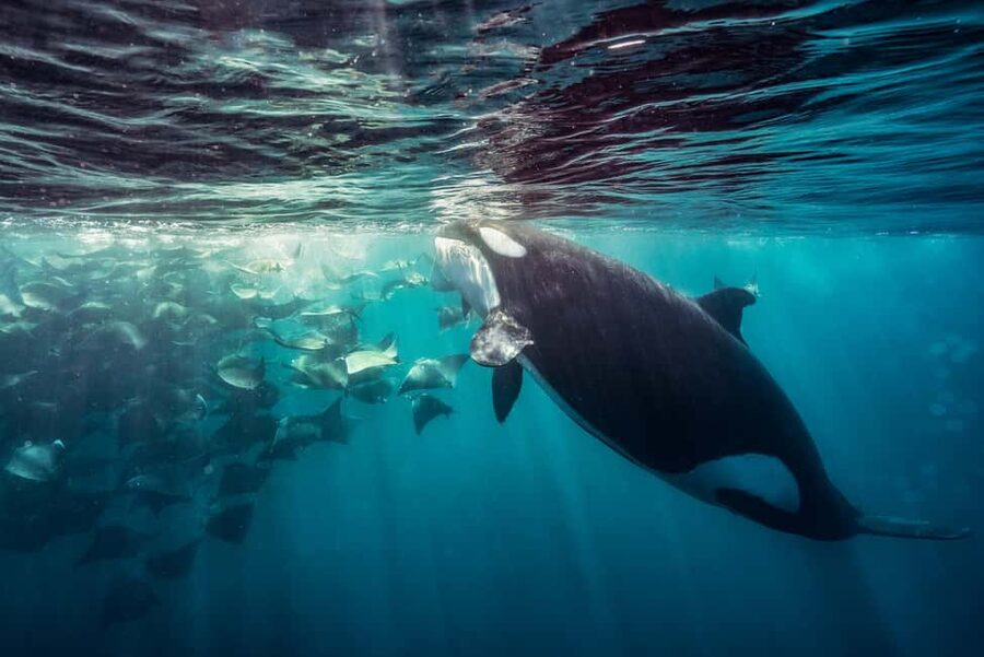 La Paz or La Ventana: Ocean Safari - Key points to know before booking