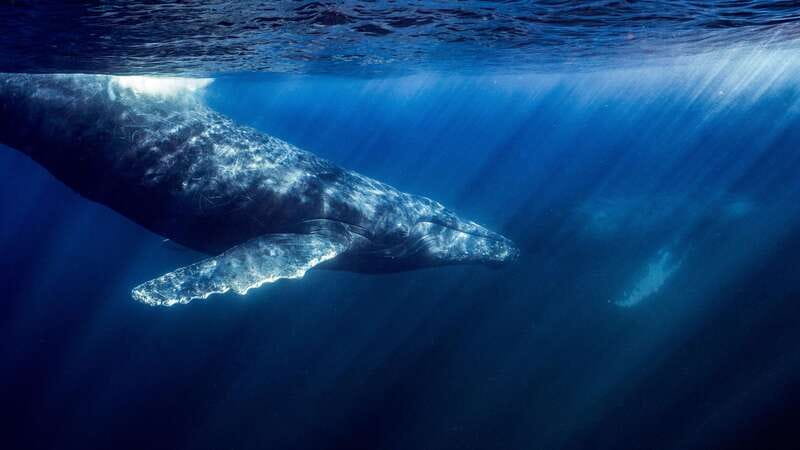 La Paz or La Ventana: Ocean Safari - An ocean safari built around wild encounters