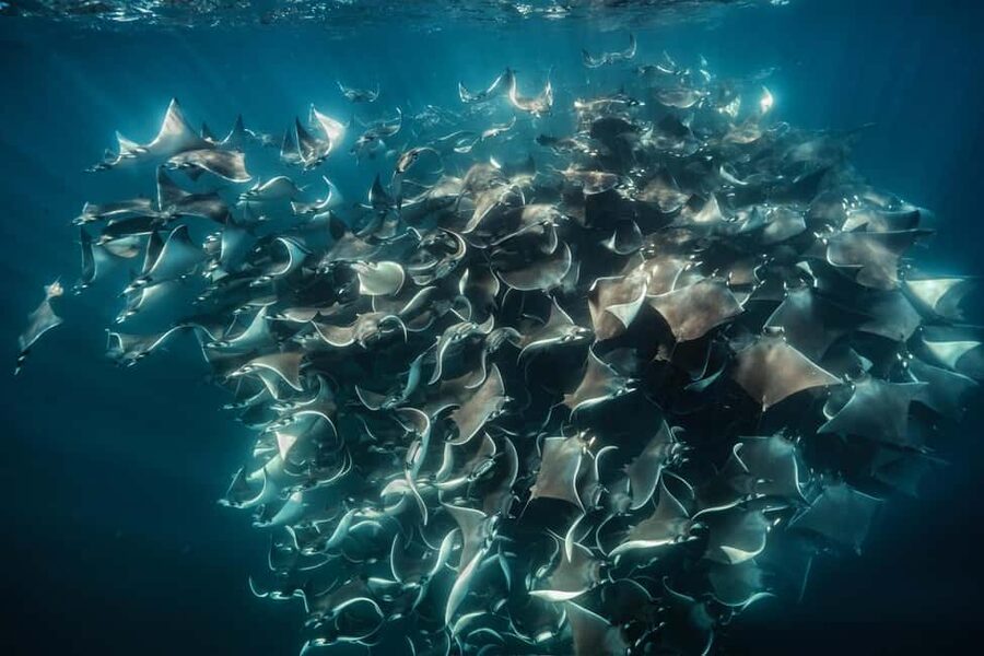 La Paz or La Ventana: Ocean Safari - Mobulas, dolphins, whales, and the luck factor