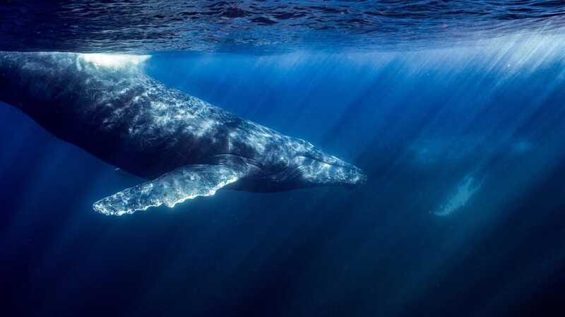 La Paz or La Ventana: Ocean Safari - What happens when you enter the water